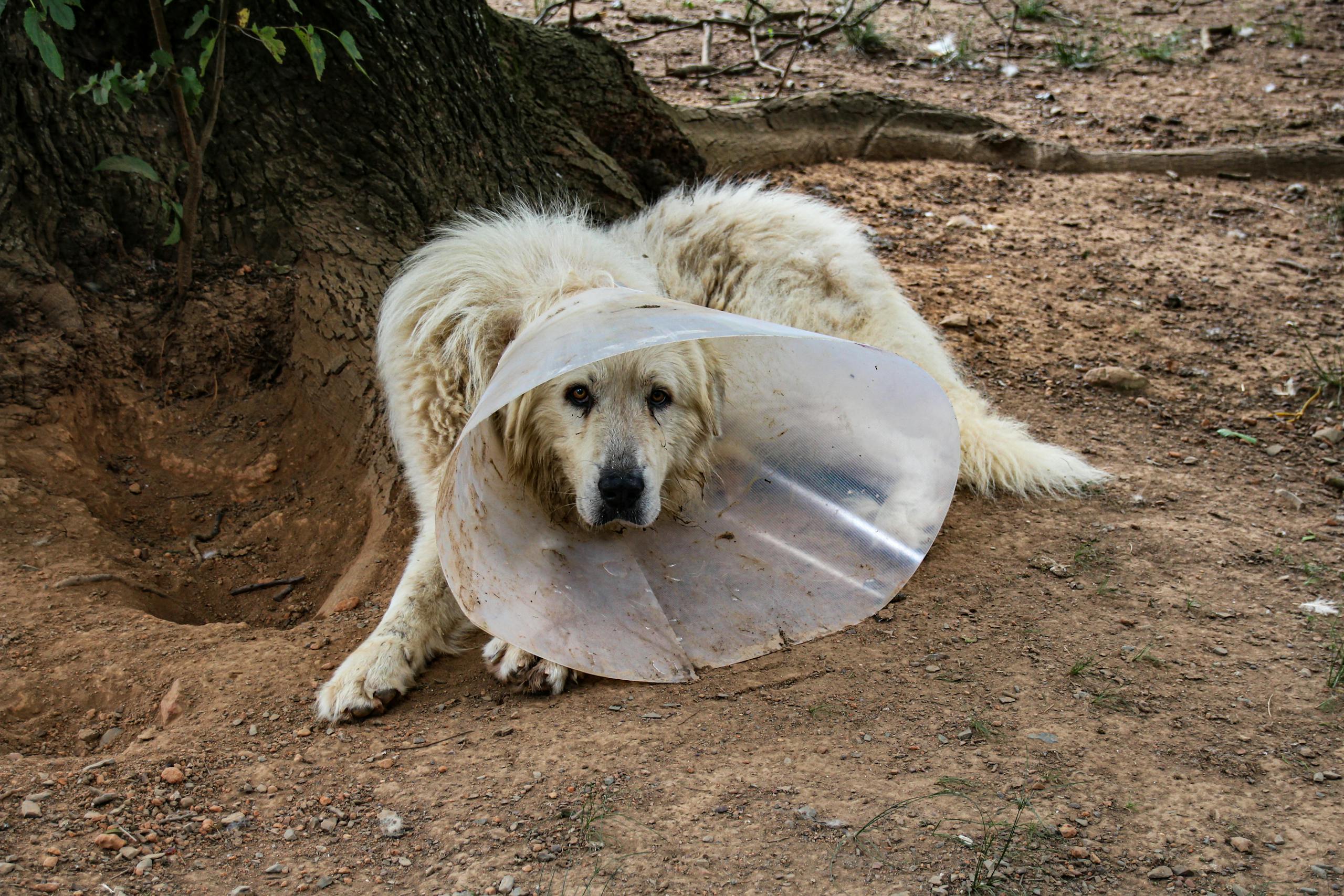A fluffy dog with an Elizabethan collar rests on earthy ground, expressing sadness.